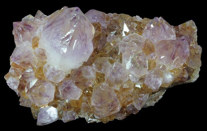 Cactus Quartz (Amethyst) Crystal Cluster - South Africa #64249